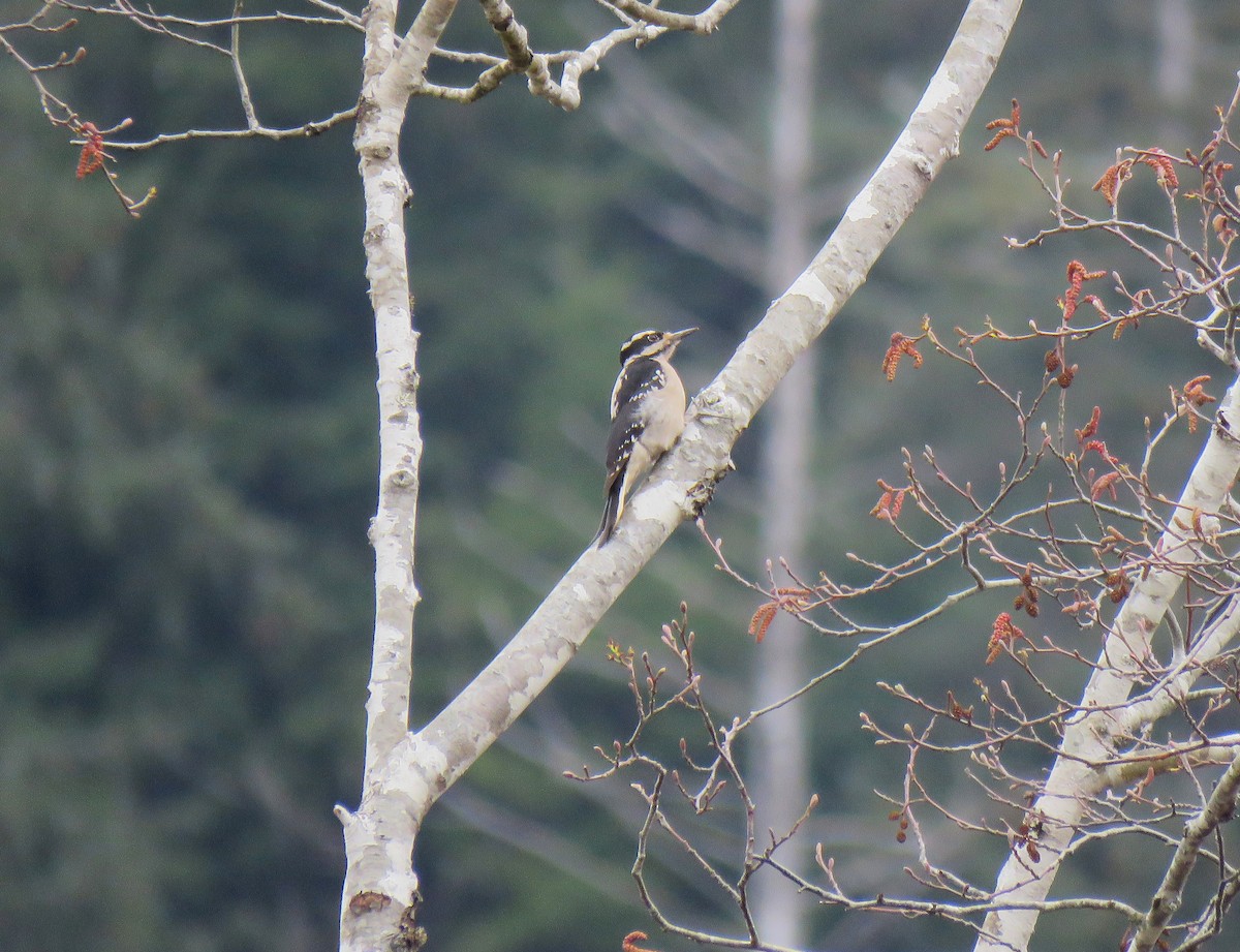 Hairy Woodpecker - ML632674198