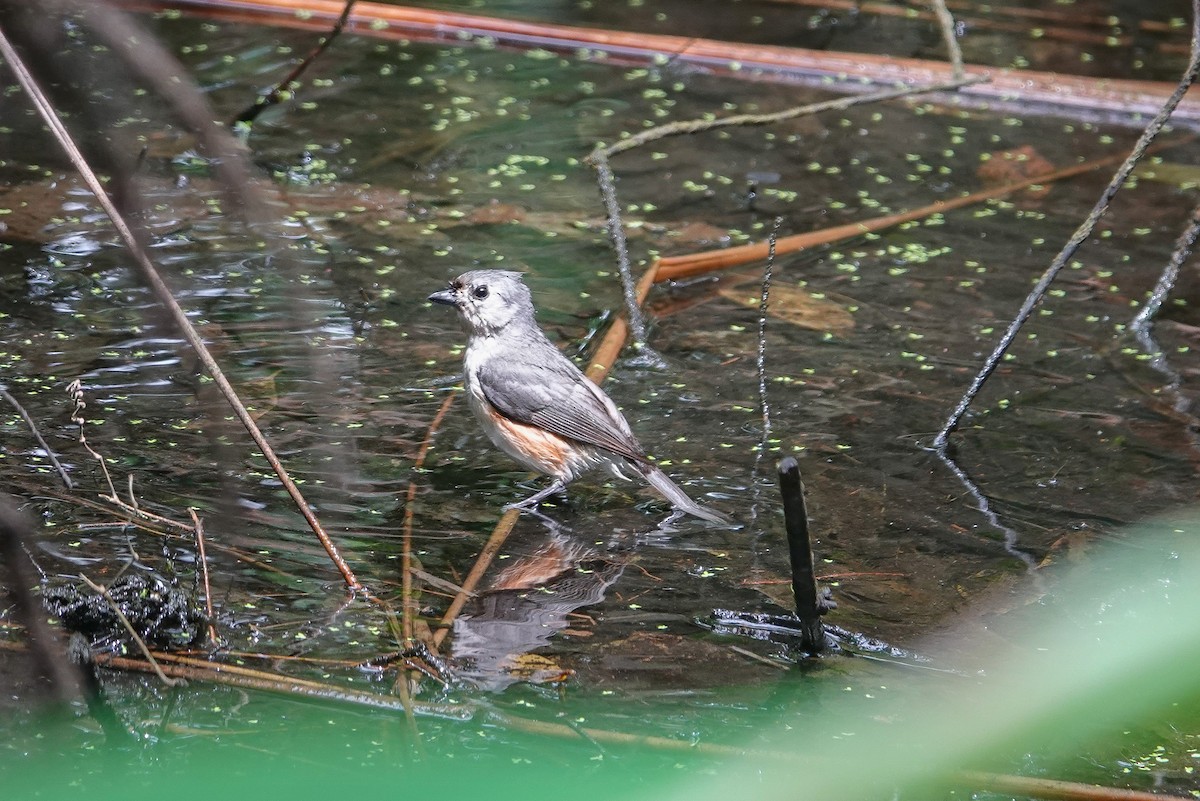 Tufted Titmouse - ML632674231