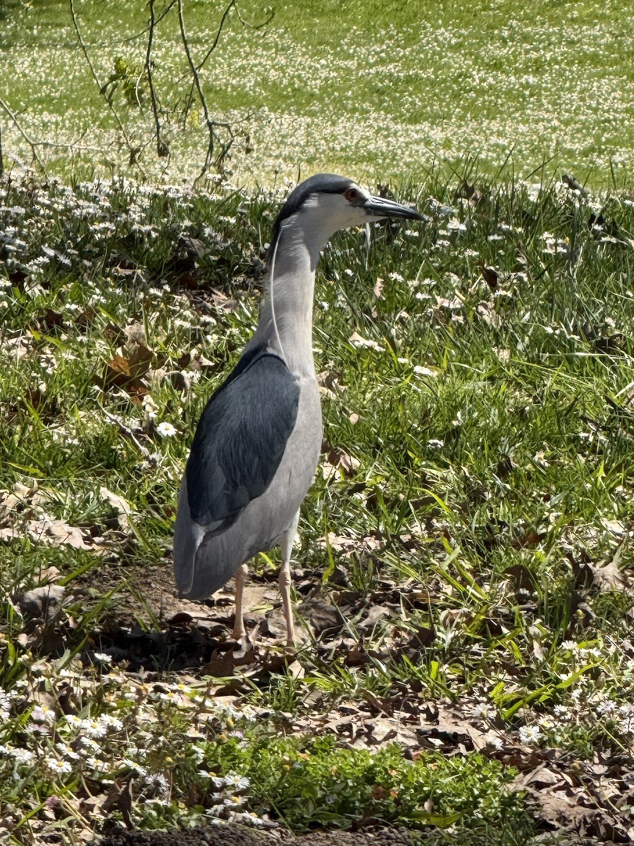 Black-crowned Night Heron - ML632674232