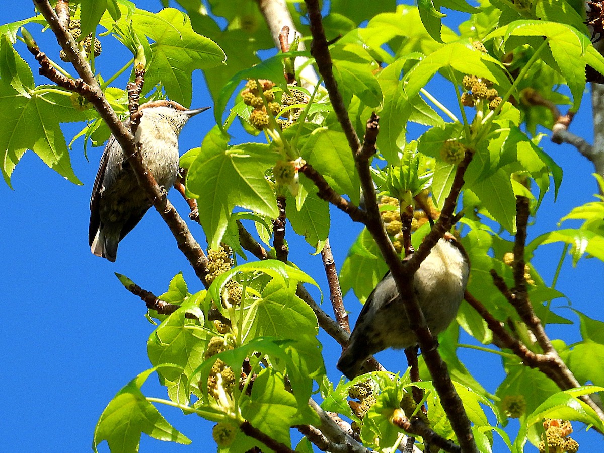 Brown-headed Nuthatch - ML632674273