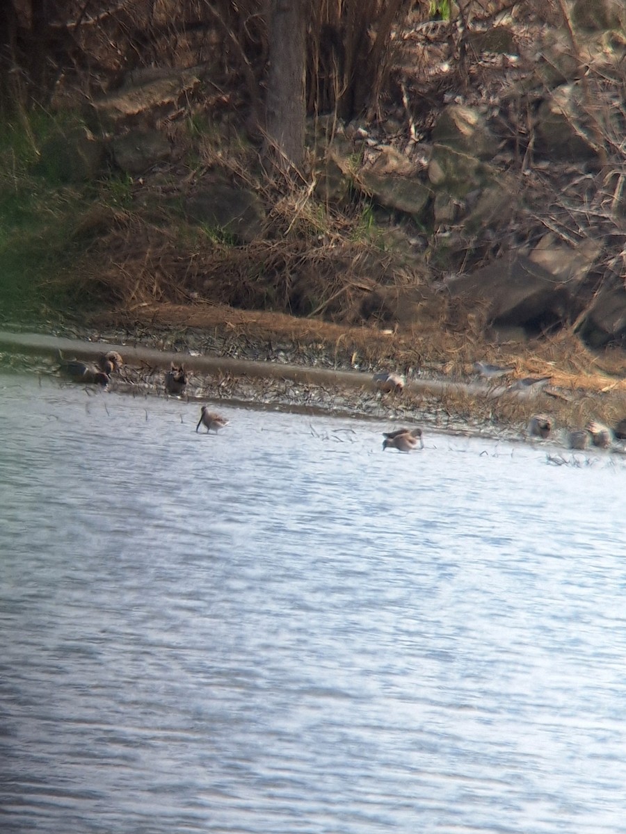 Long-billed Dowitcher - ML632674366