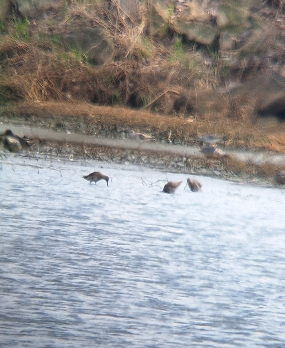 Long-billed Dowitcher - ML632674371