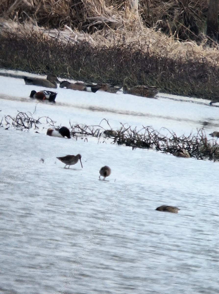 Long-billed Dowitcher - ML632674382