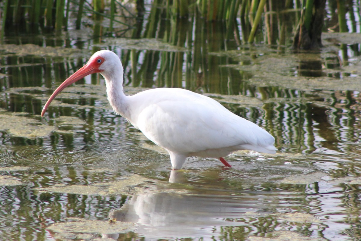 White Ibis - ML632674595