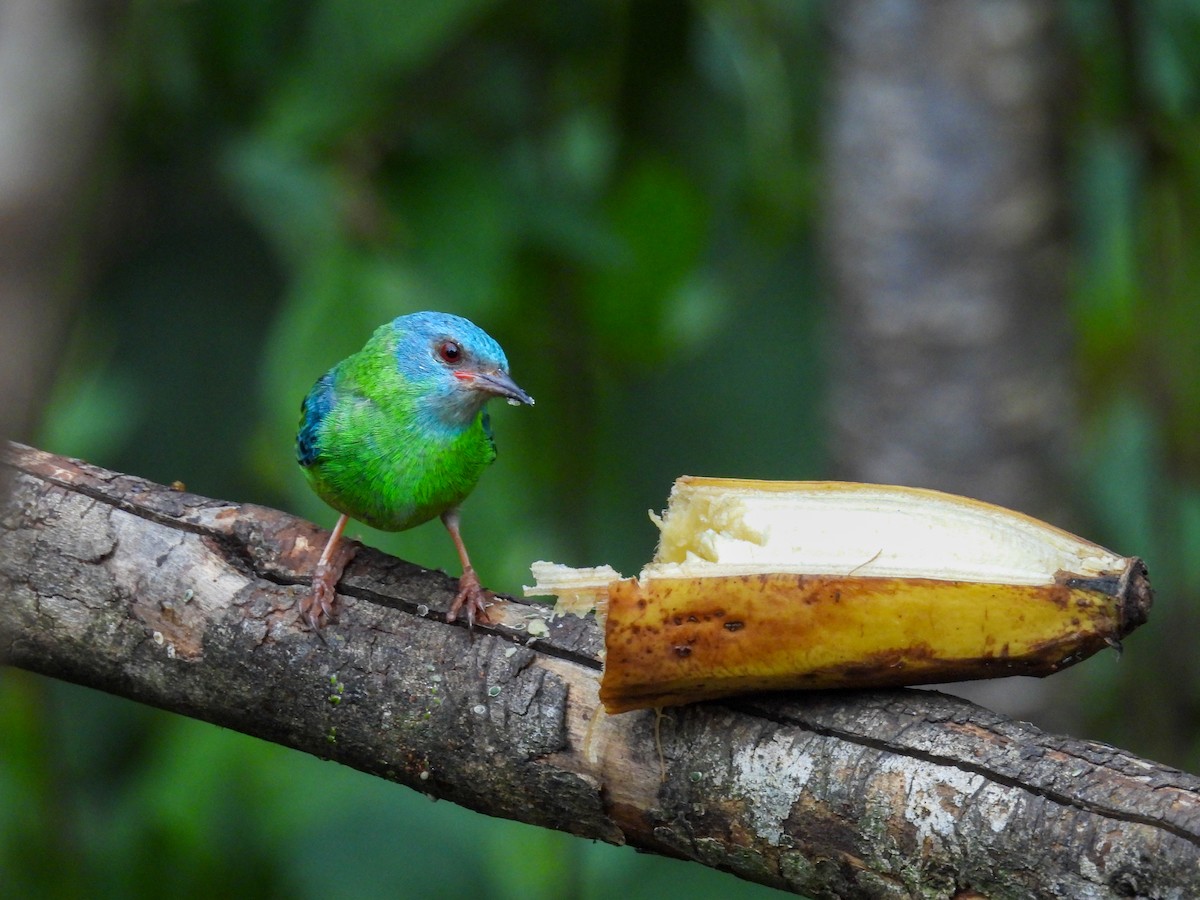 Blue Dacnis - ML632674658