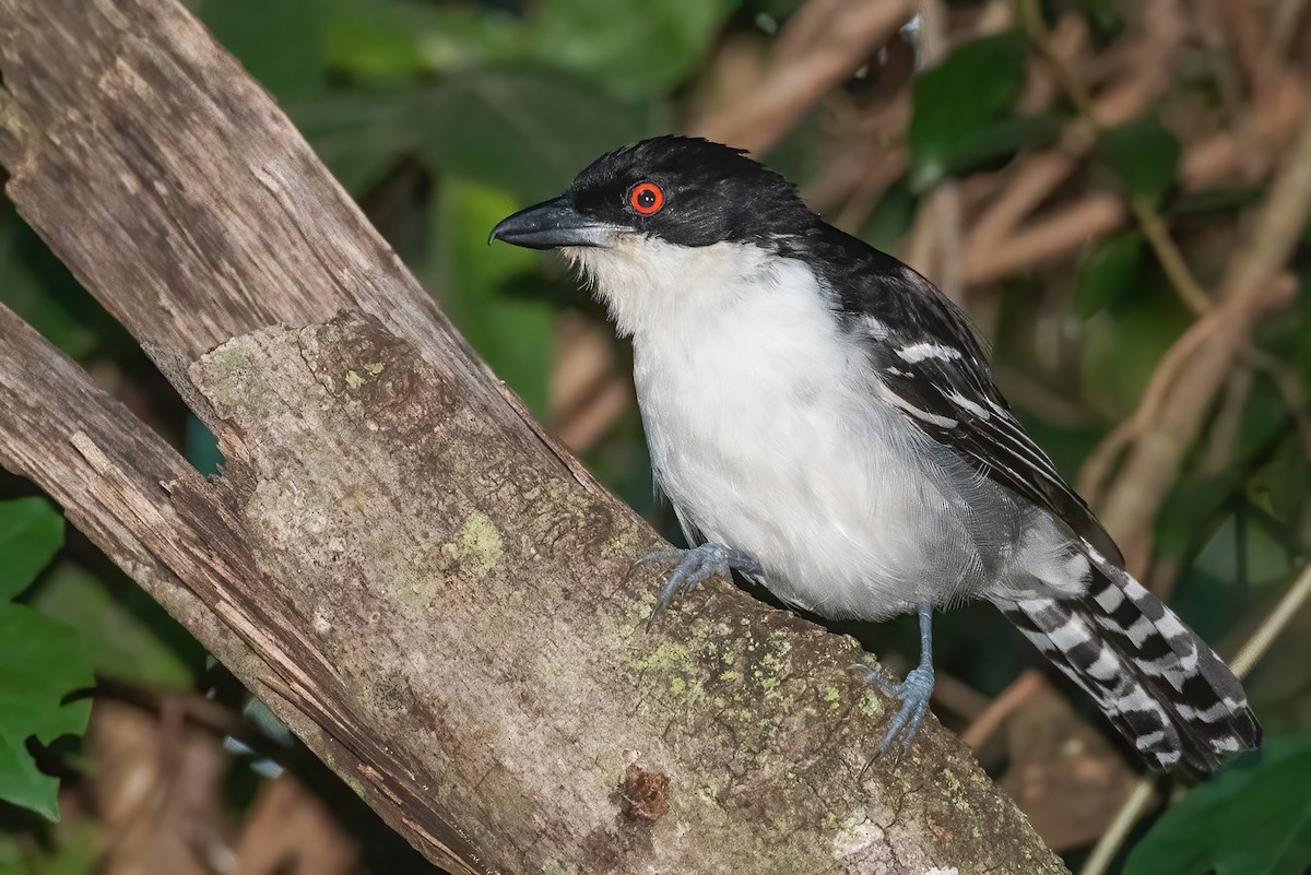 Great Antshrike - ML632674679