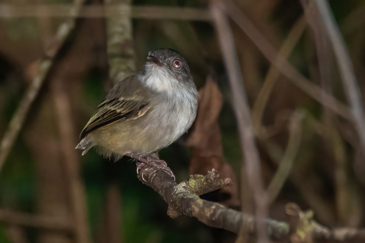 Pearly-vented Tody-Tyrant - ML632674693