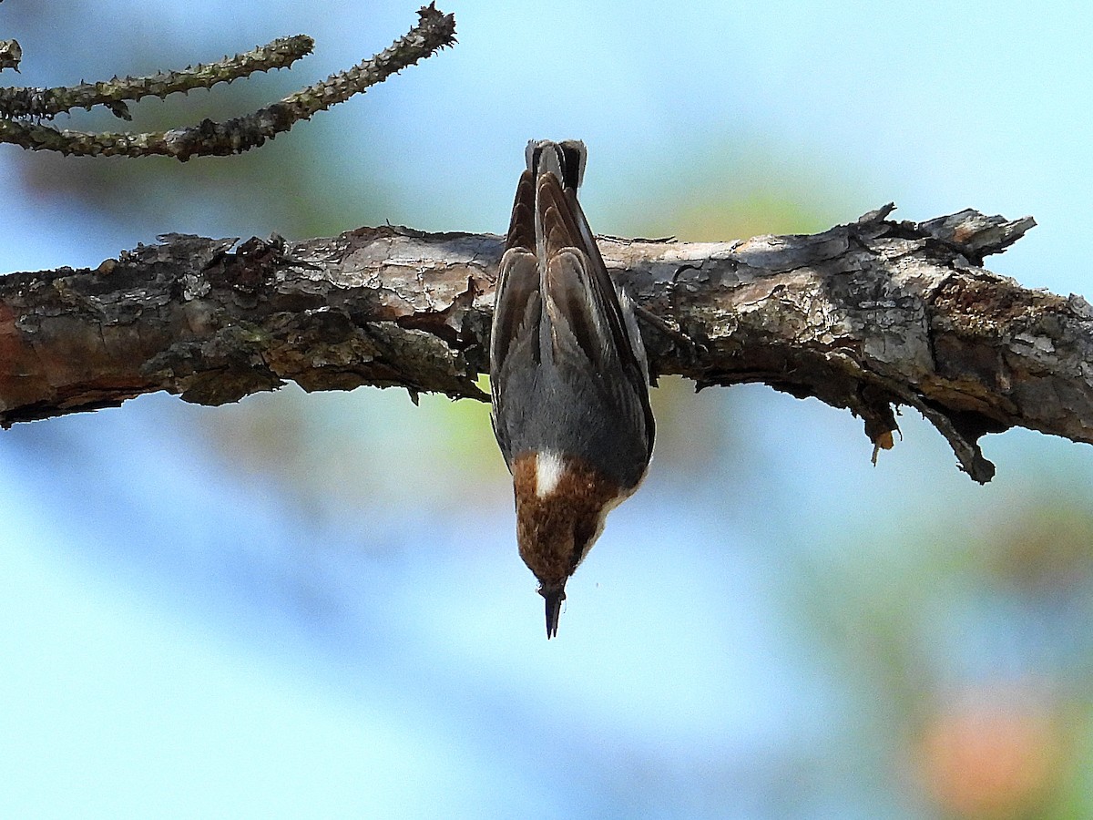 Brown-headed Nuthatch - ML632674694