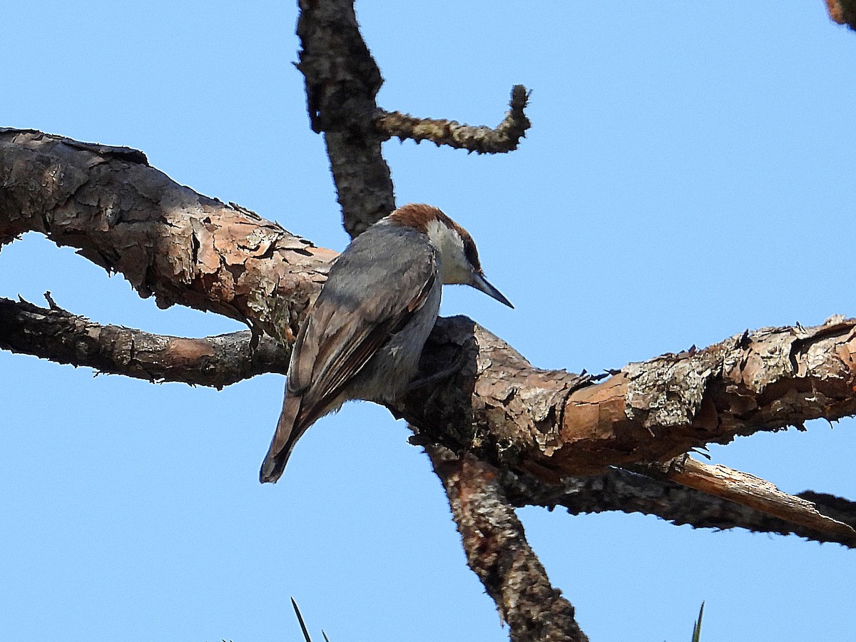 Brown-headed Nuthatch - ML632674701