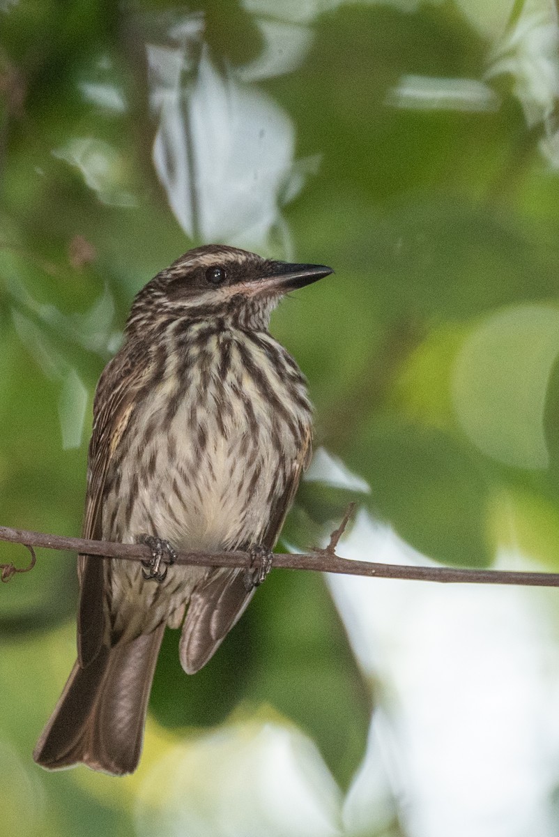 Streaked Flycatcher - ML632674709