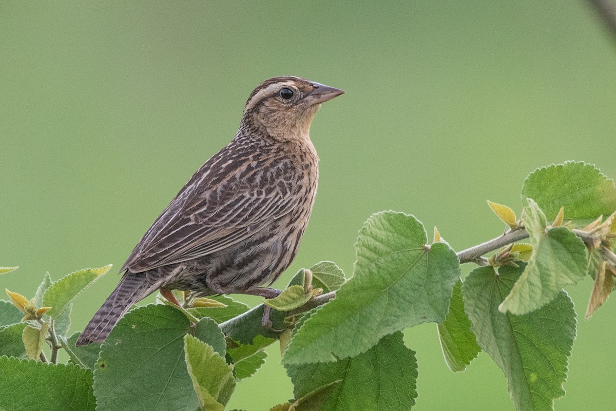 White-browed Meadowlark - ML632674726