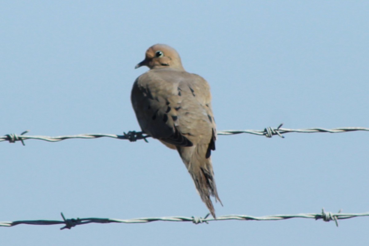 Mourning Dove - ML632674734