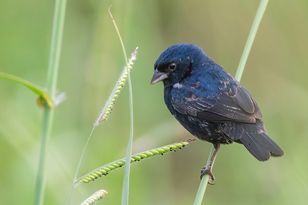 Blue-black Grassquit - ML632674744