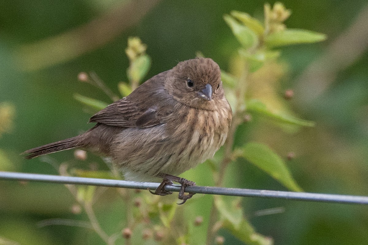 Blue-black Grassquit - ML632674780