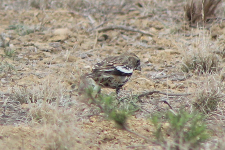 Lark Bunting - ML632674827