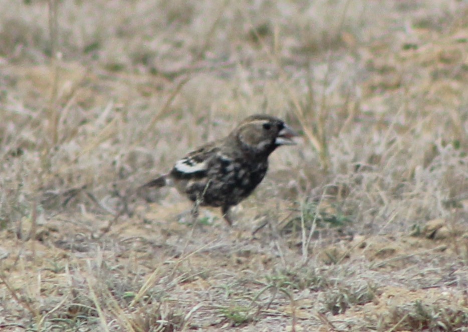 Lark Bunting - ML632674837