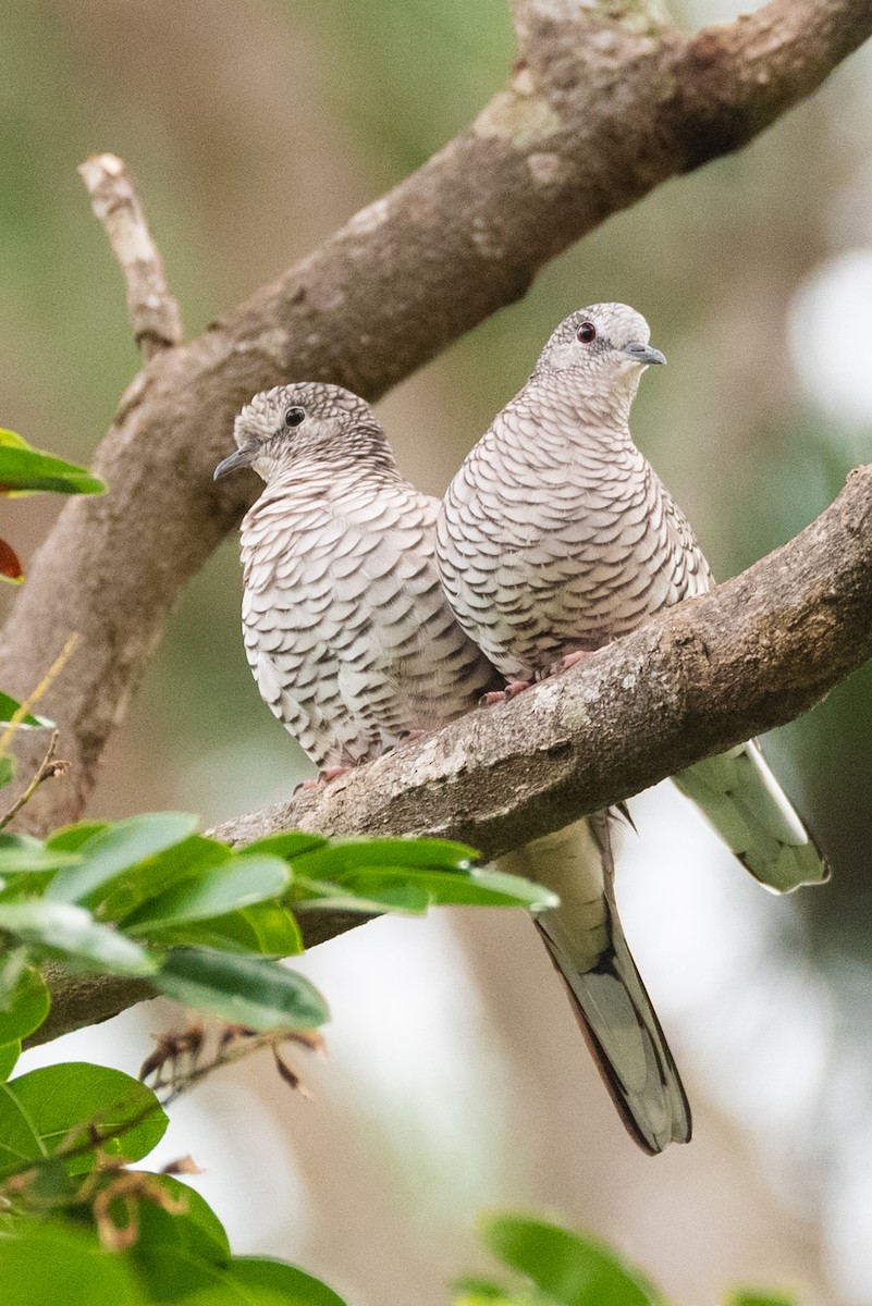 Scaled Dove - ML632674887