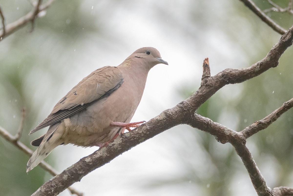 Eared Dove - ML632674890