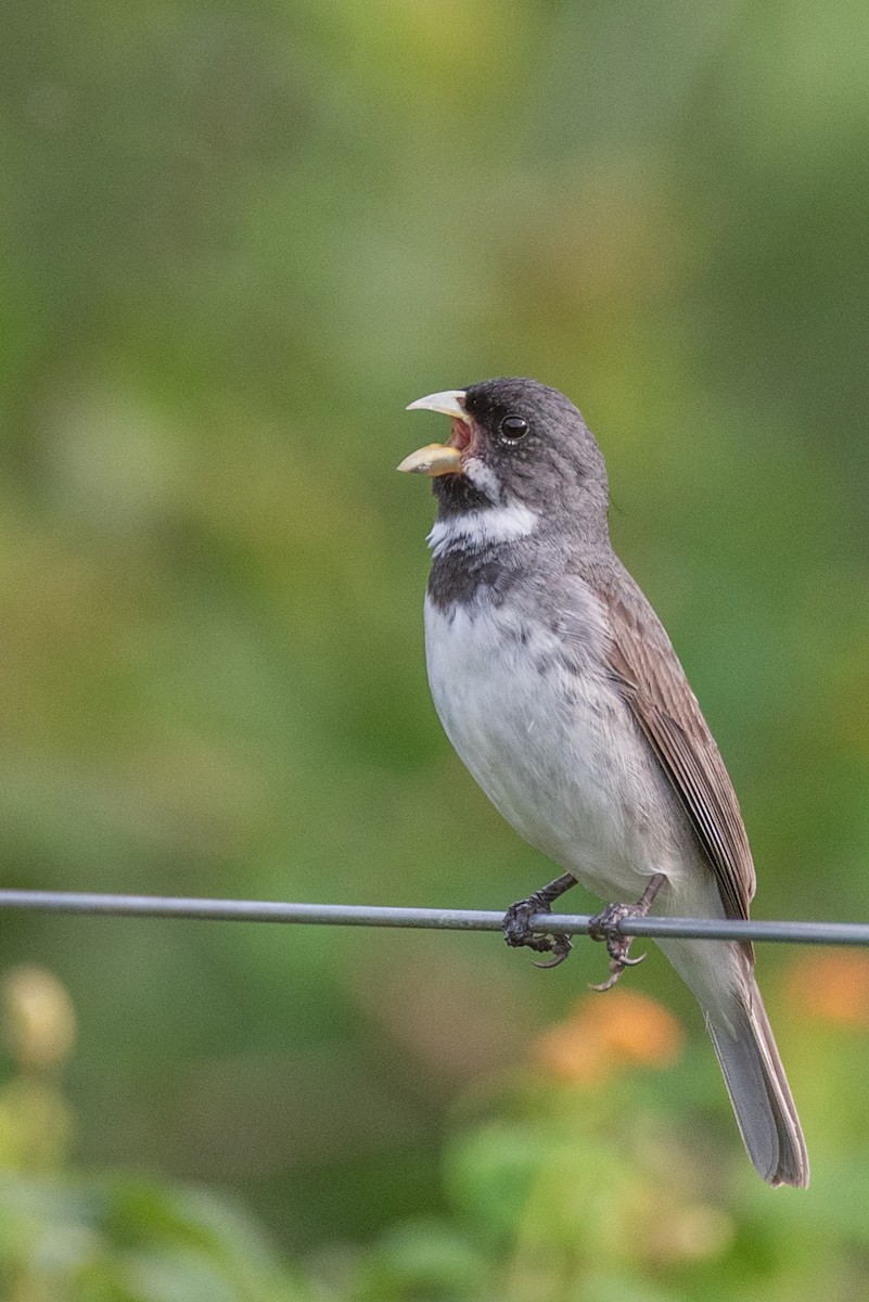 Double-collared Seedeater - ML632674905