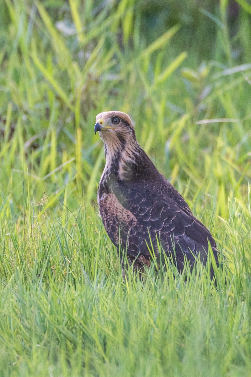 Savanna Hawk - ML632674988
