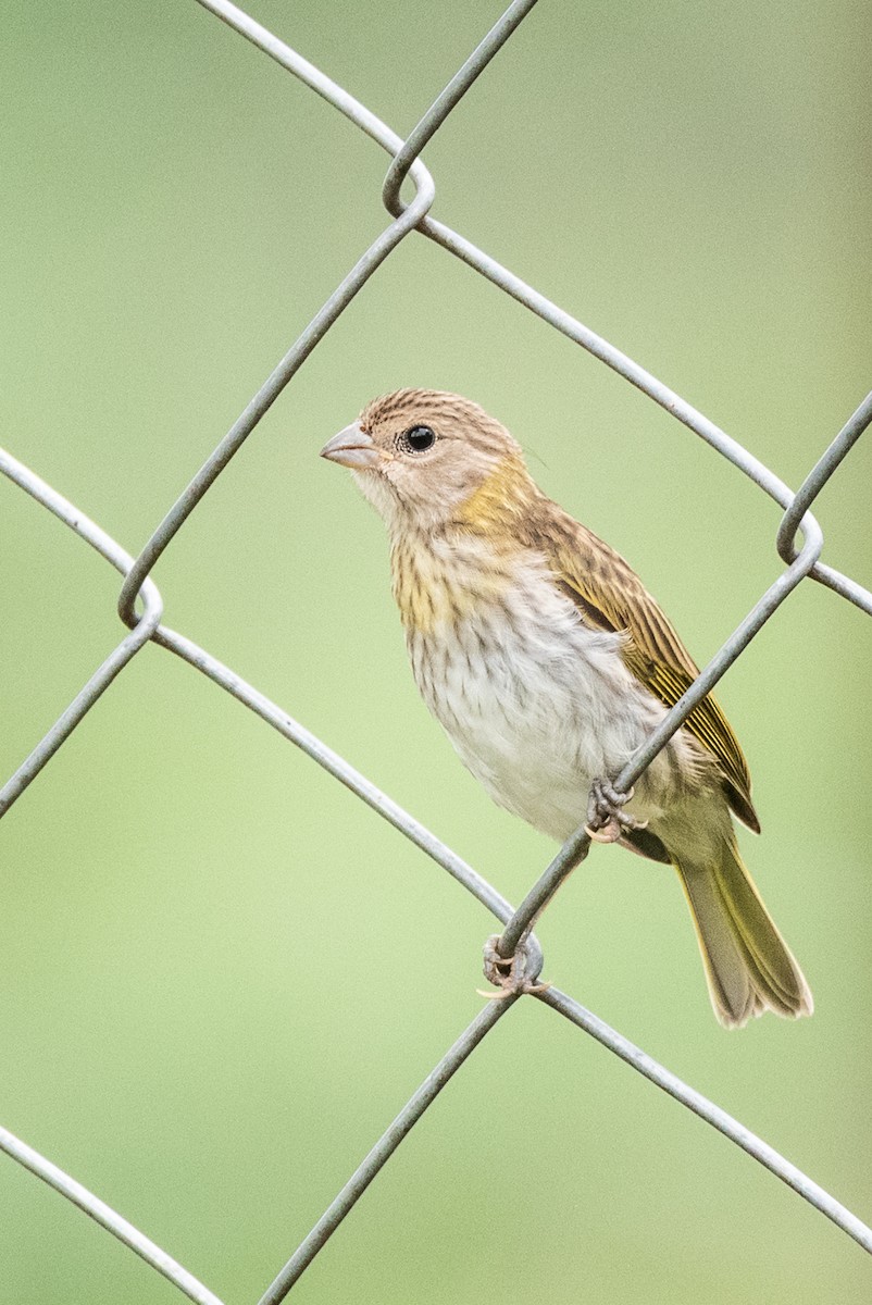 Saffron Finch - ML632675006
