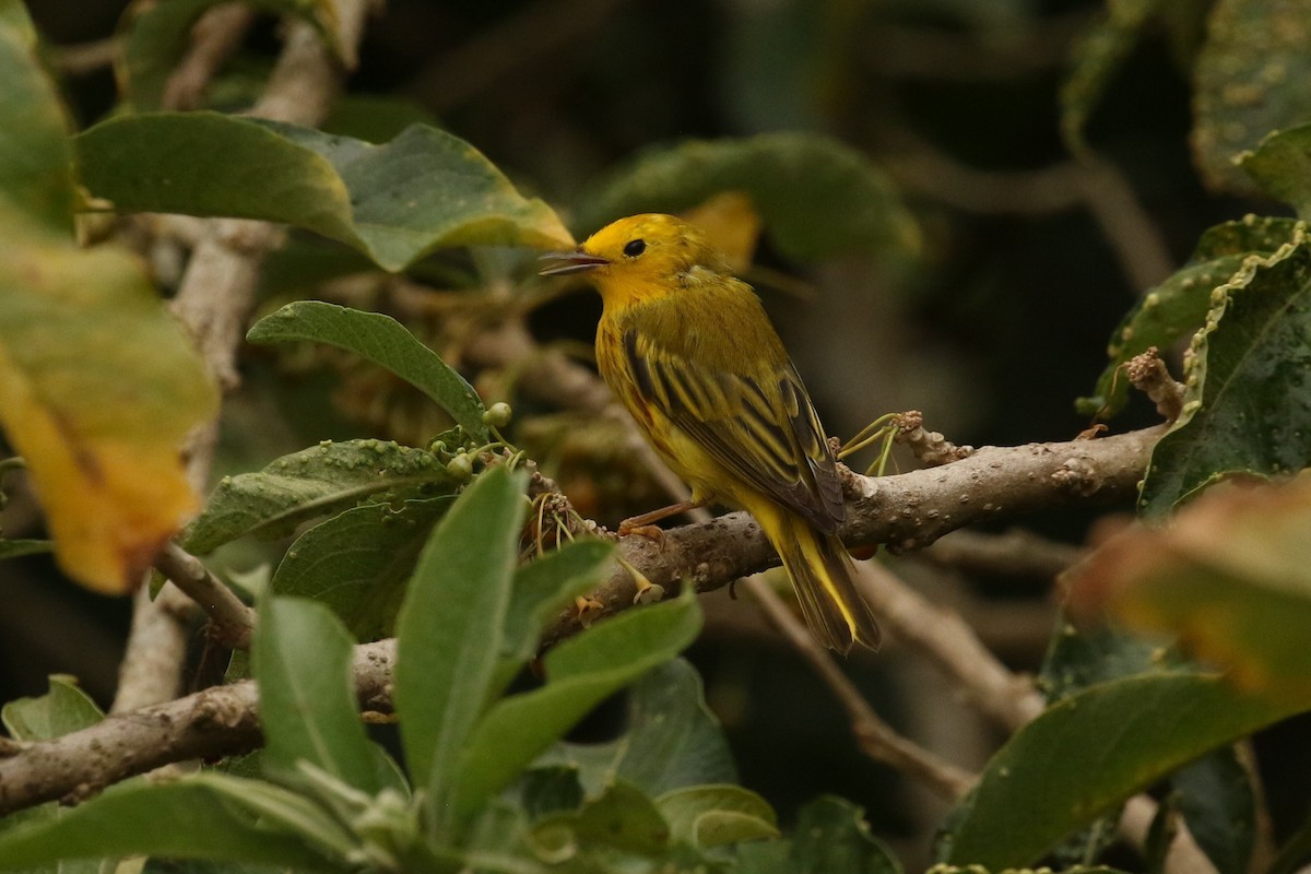 gulparula - ML632675163