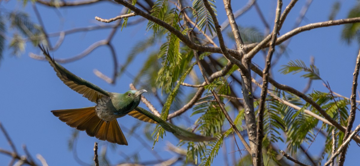 Blue-bearded Bee-eater - ML632675229