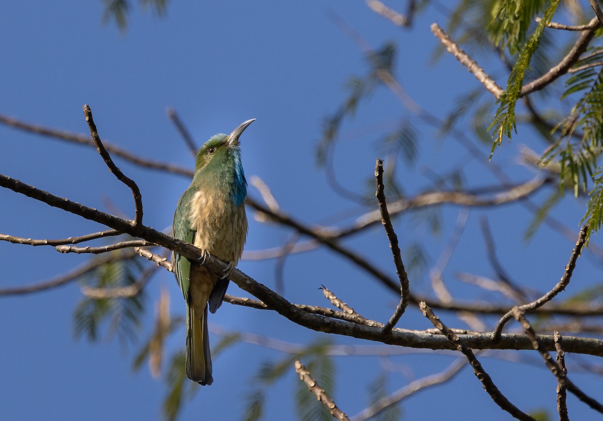 Blue-bearded Bee-eater - ML632675231