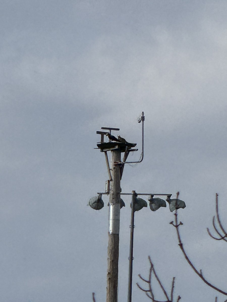 魚鷹(carolinensis) - ML632675404