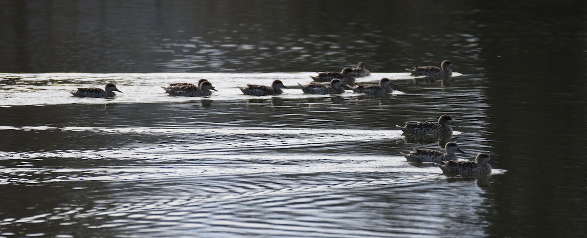 Marbled Duck - ML632675413