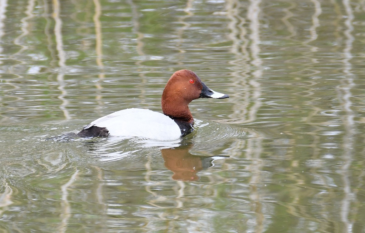 Common Pochard - ML632675472