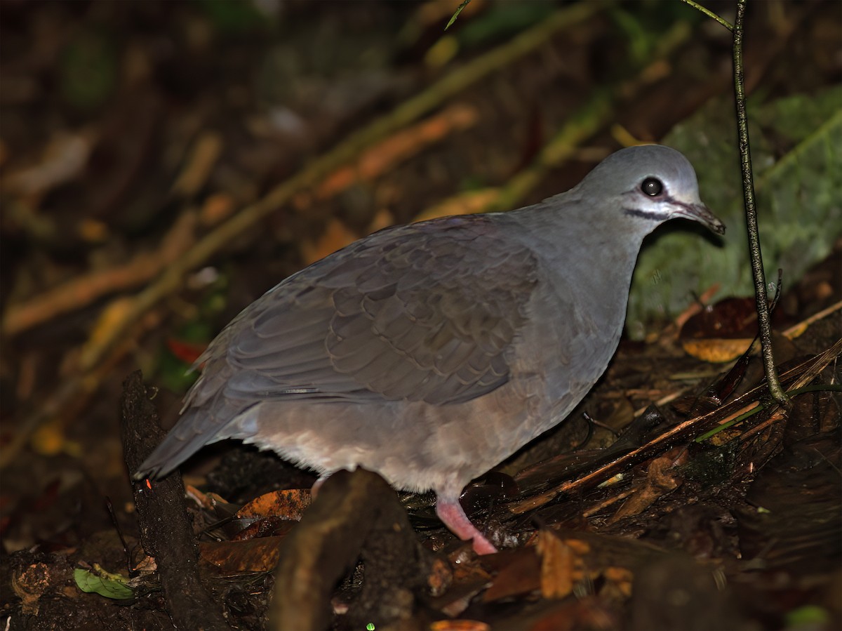 Purplish-backed Quail-Dove - ML632675600