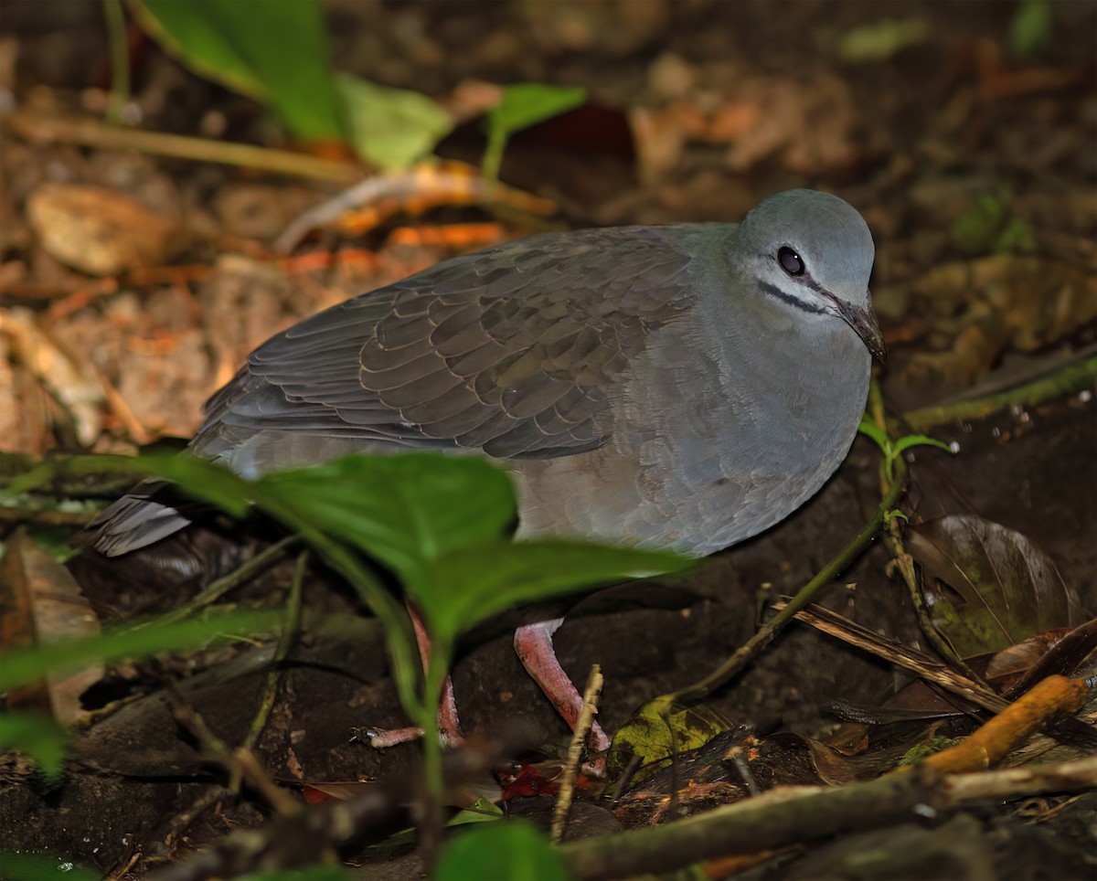 Purplish-backed Quail-Dove - ML632675601