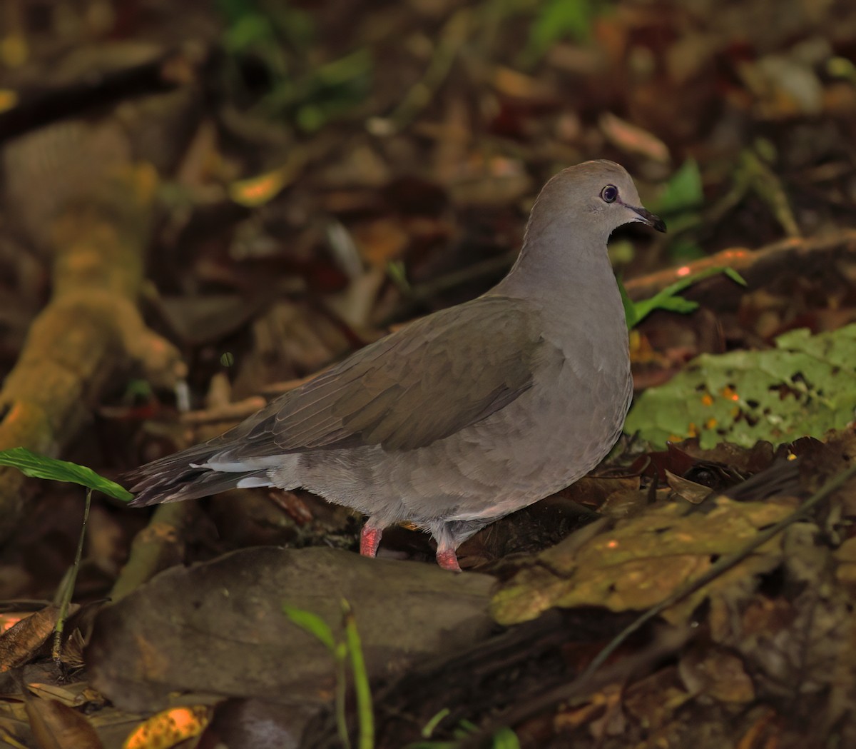 Purplish-backed Quail-Dove - ML632675602