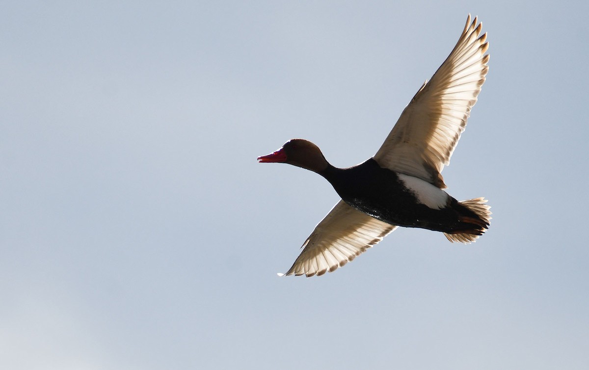 Red-crested Pochard - ML632675636