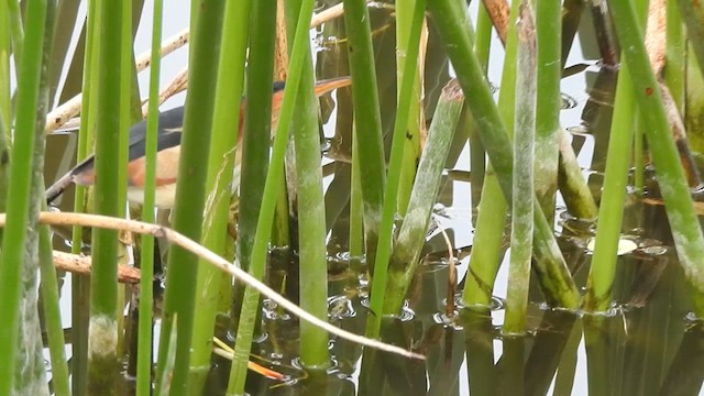 Least Bittern - ML632675653
