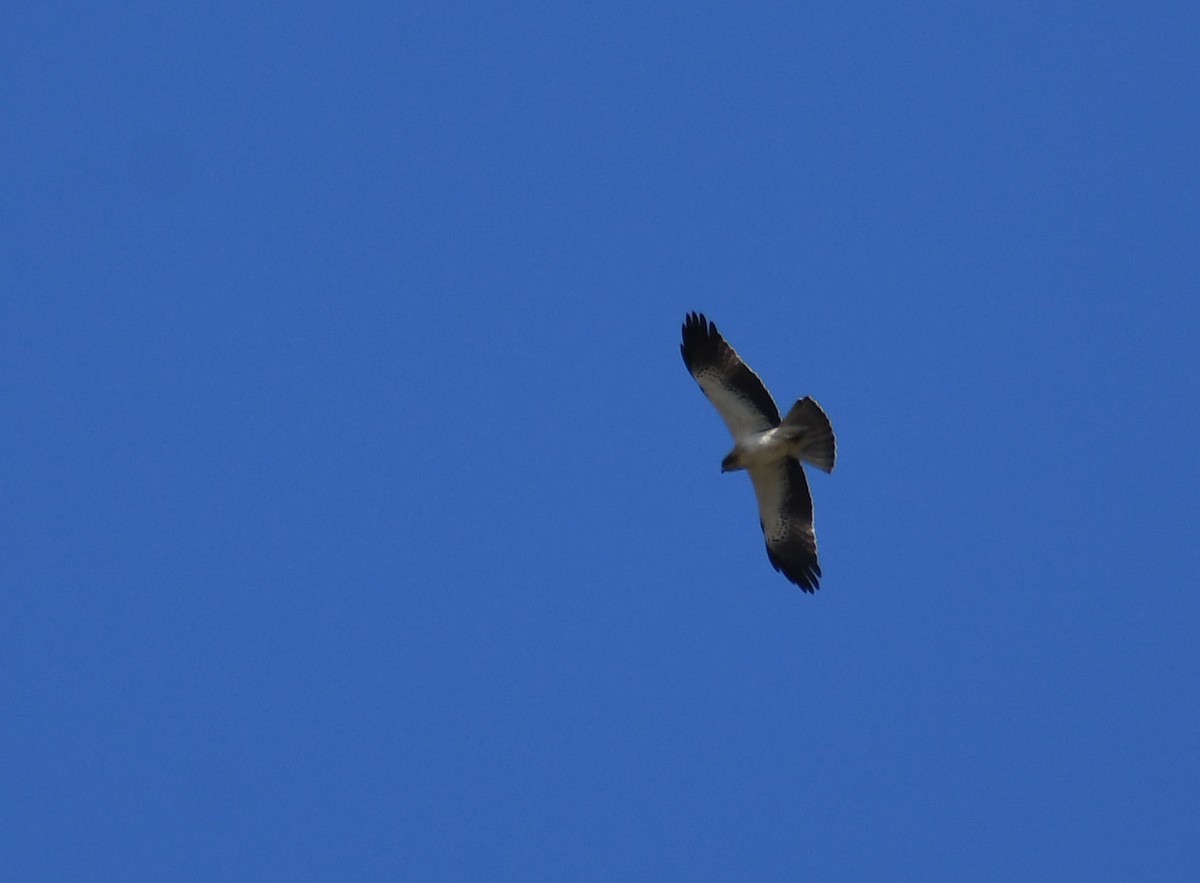 Booted Eagle - ML632675693