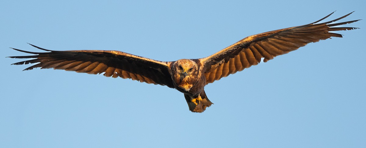 Western Marsh Harrier - ML632675774