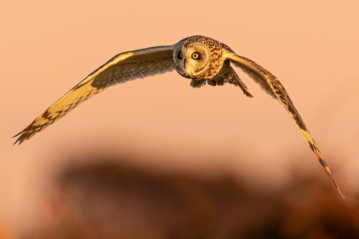 Short-eared Owl - ML632675801
