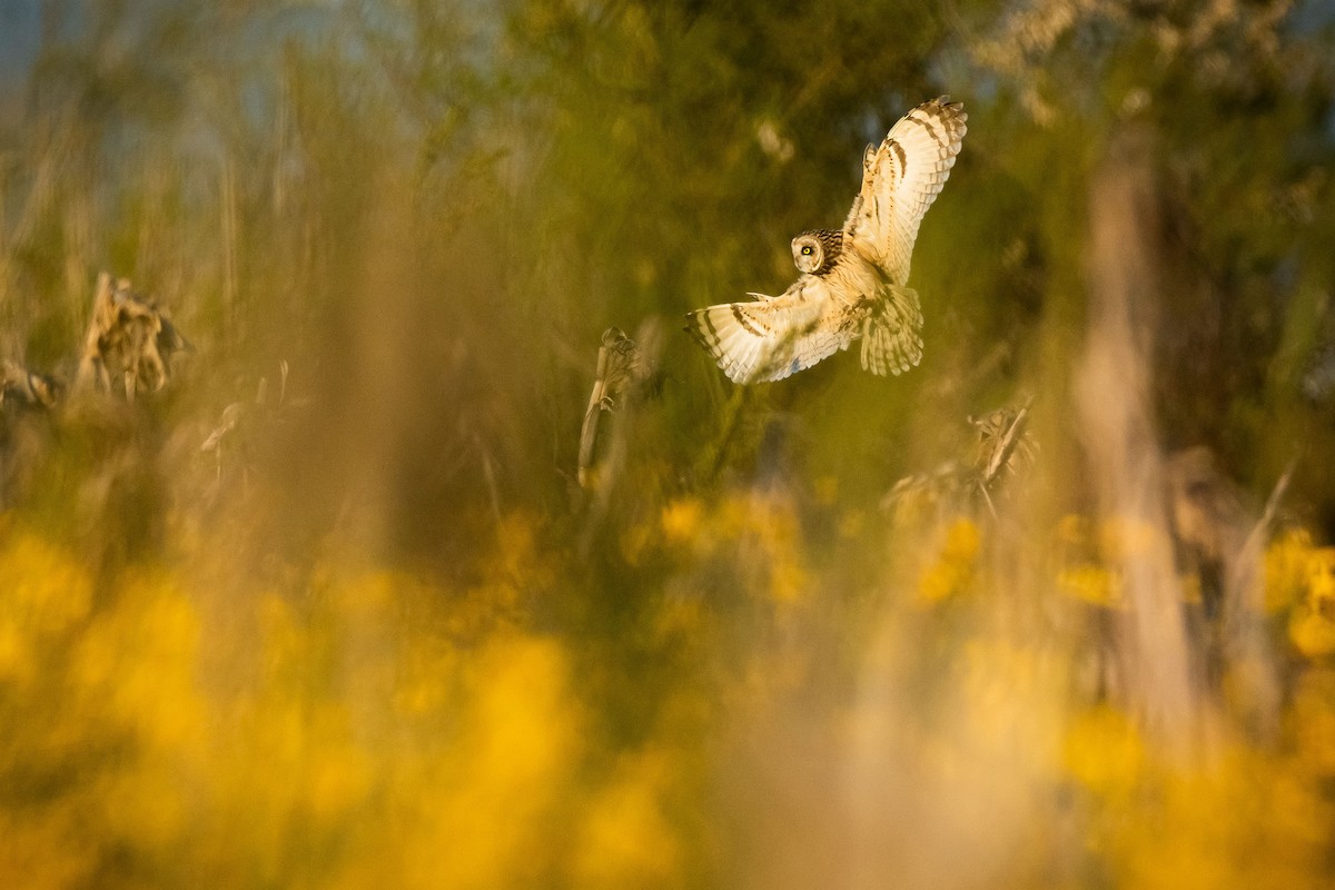 Short-eared Owl - ML632675802