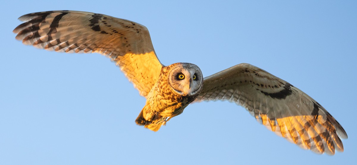 Short-eared Owl - ML632675803