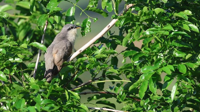 Mangrove Cuckoo - ML632675827