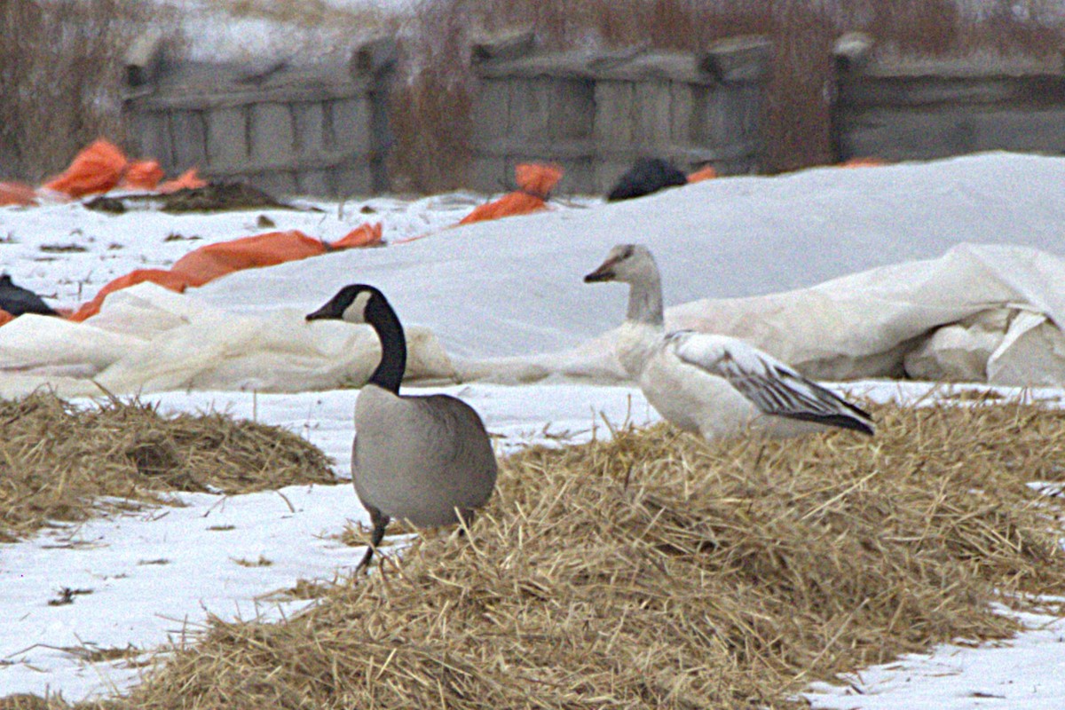 Snow Goose - ML632675852
