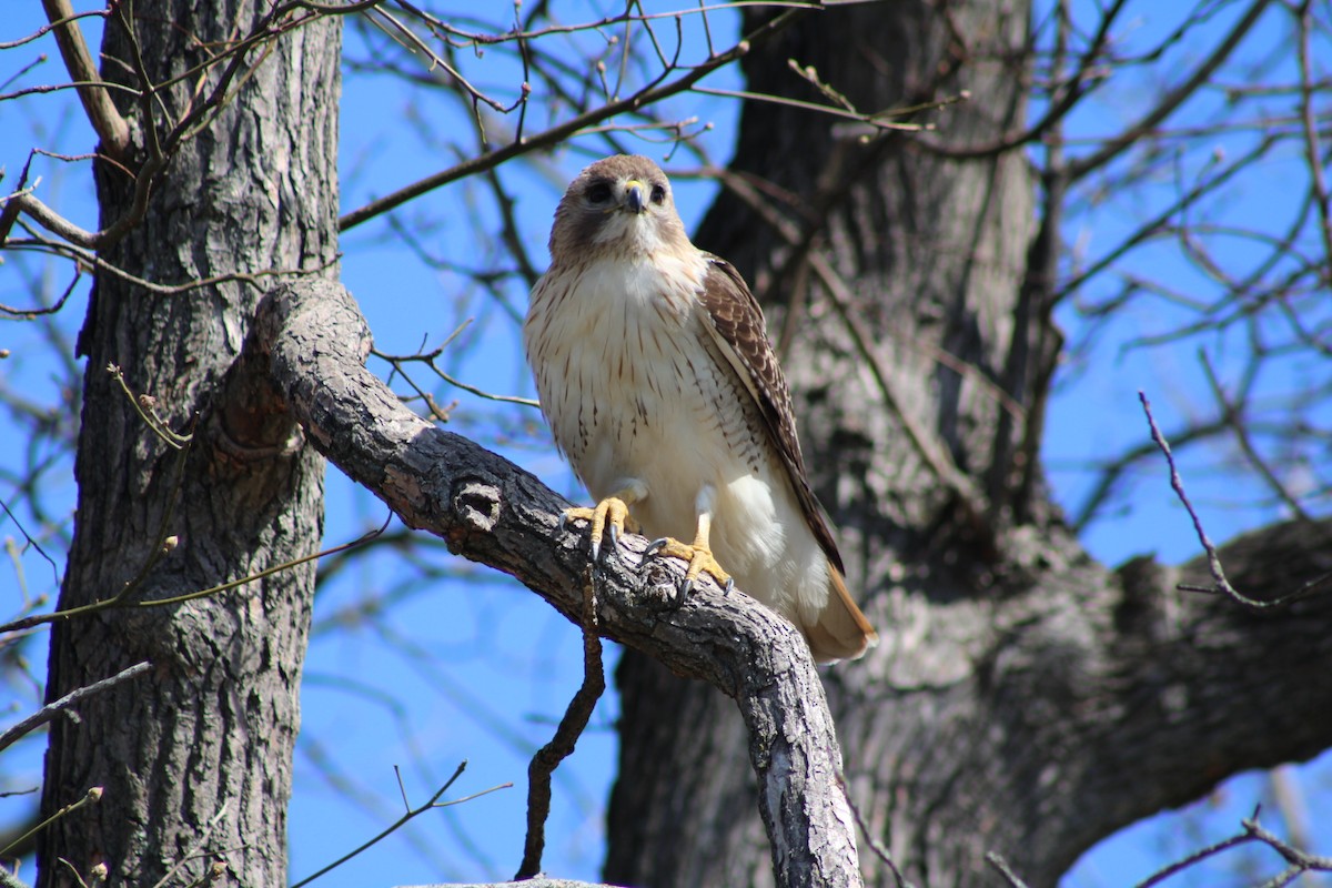 Red-tailed Hawk - ML632675989