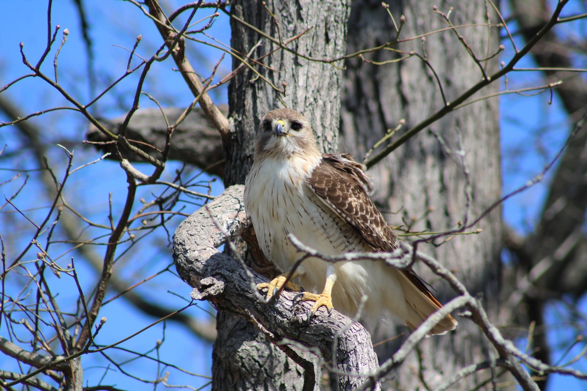 Red-tailed Hawk - ML632675990