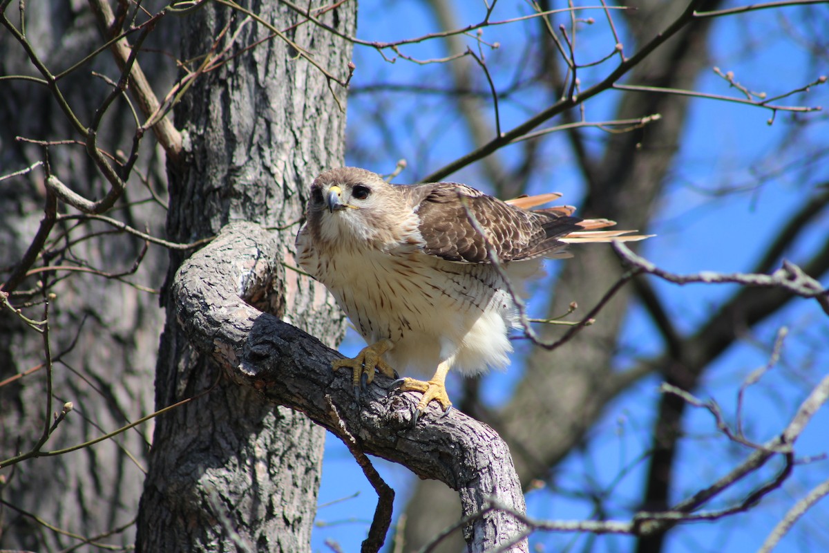 Red-tailed Hawk - ML632675991