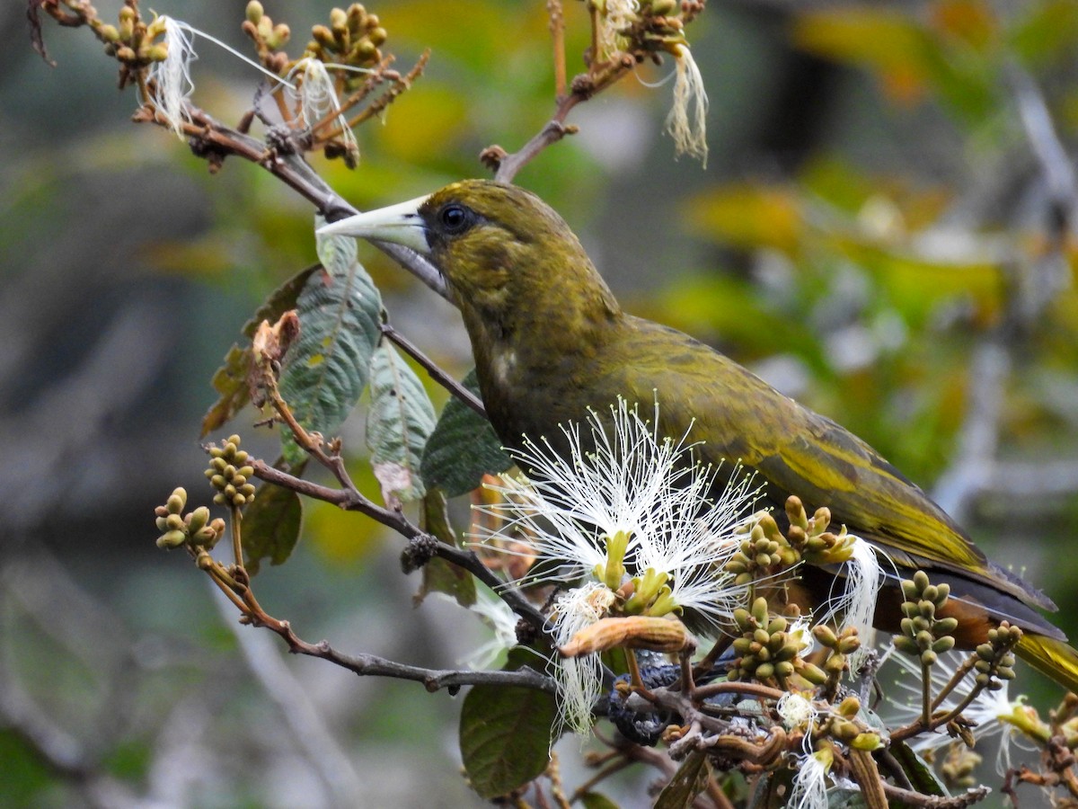 Dusky-green Oropendola - ML632675998