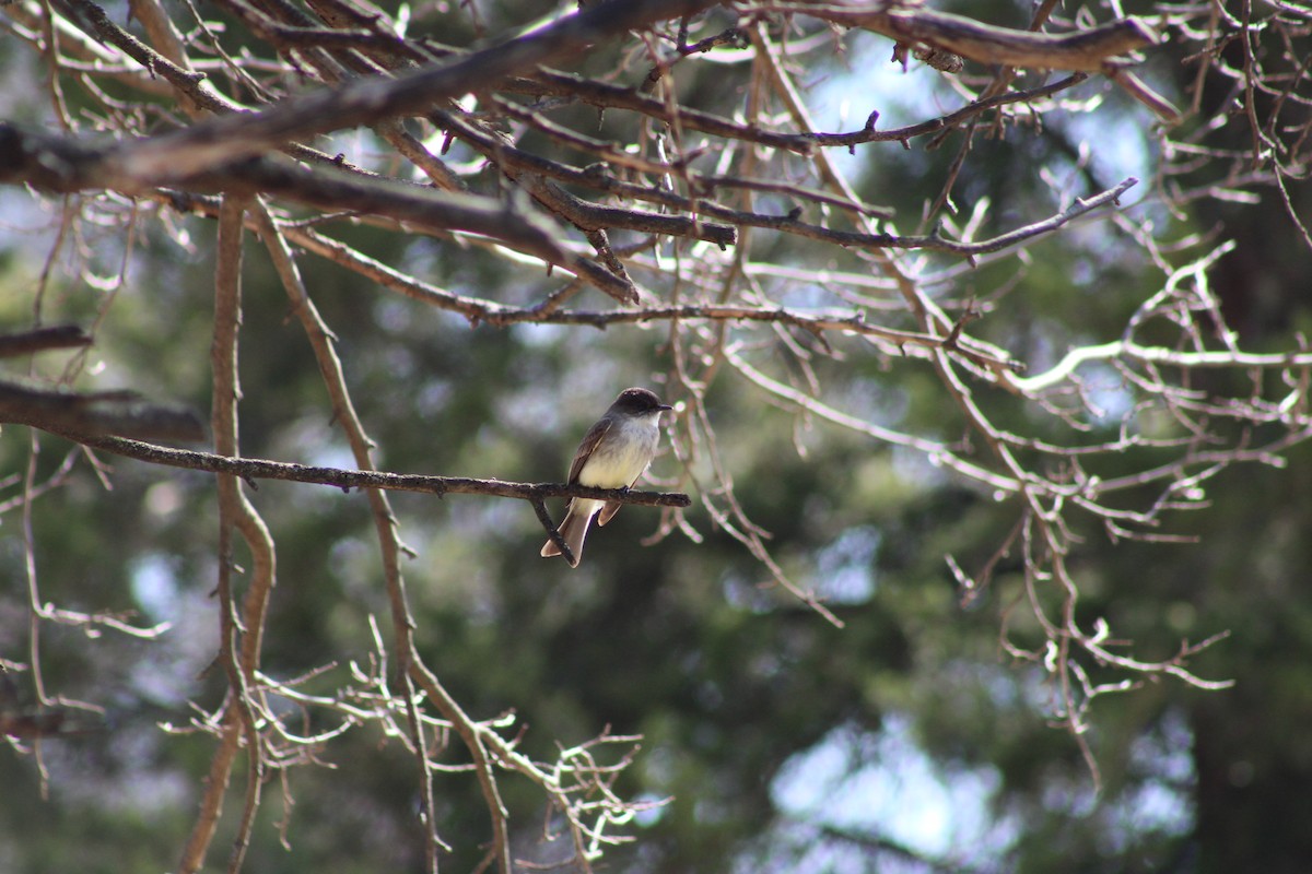 Eastern Phoebe - ML632676007
