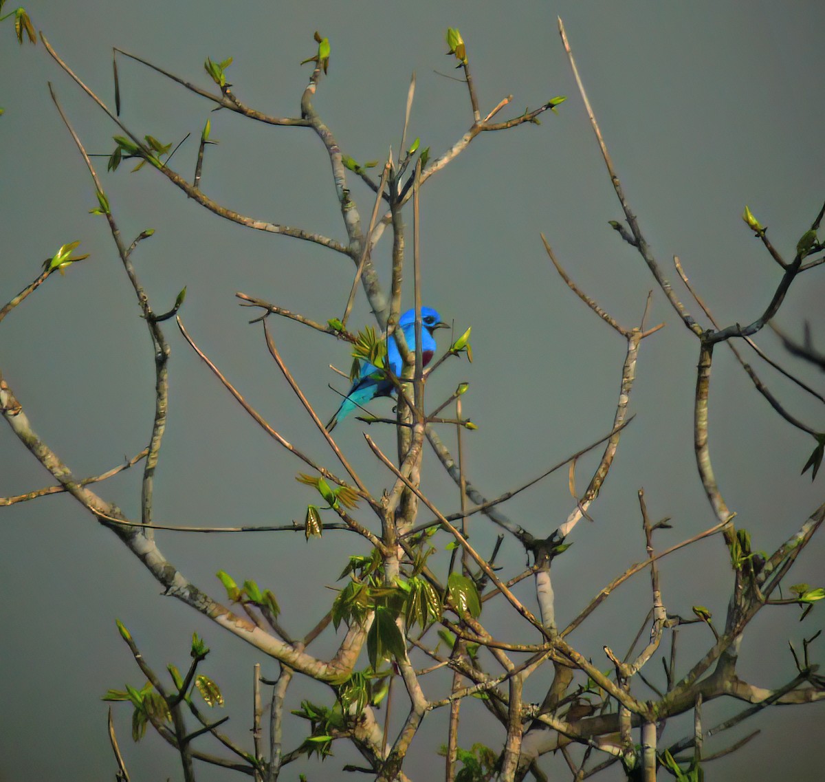 Turquoise Cotinga - ML632676012