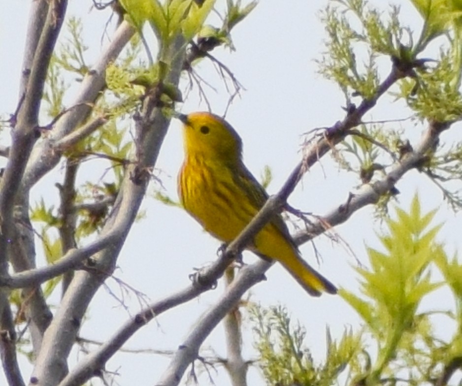 gulparula - ML632676026